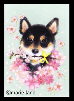 桜に囲まれた黒い柴犬の似顔絵