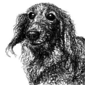 愛犬ちょこちゃんの似顔絵