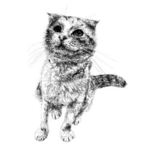 ネコの全身像の似顔絵