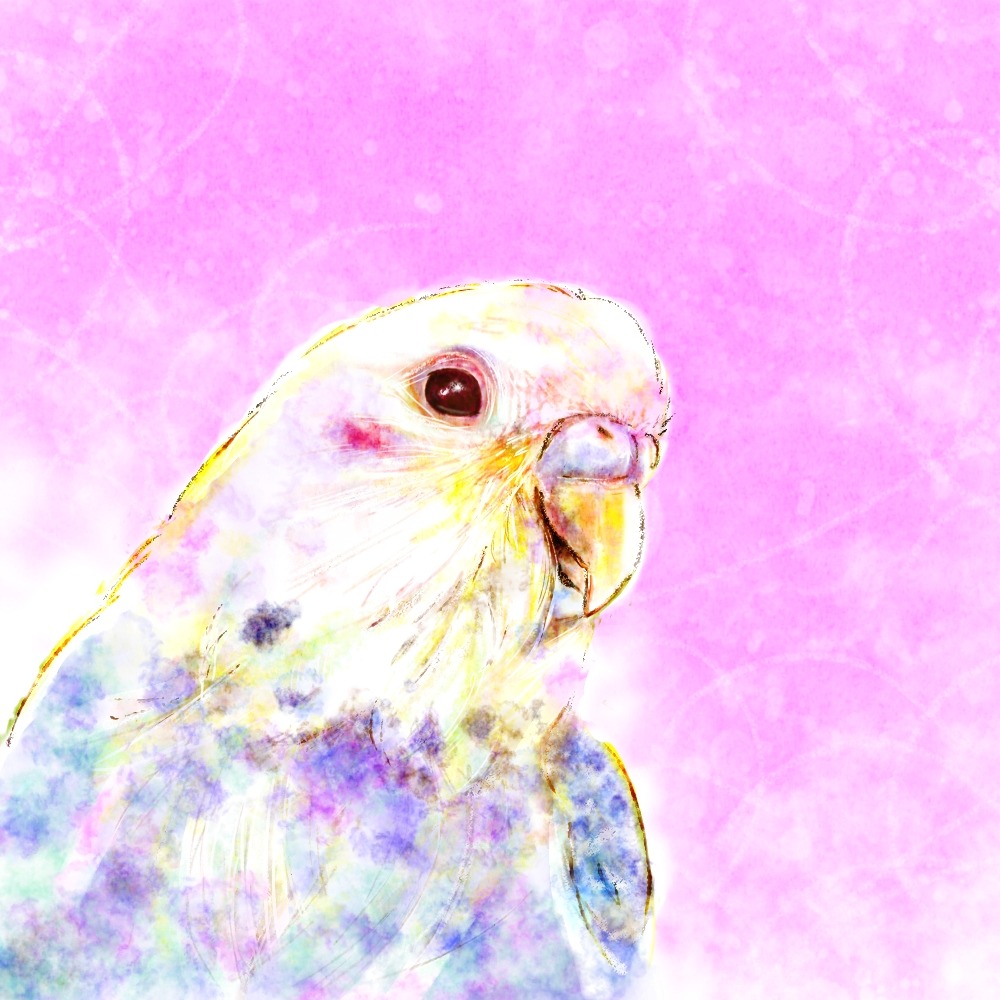似顔絵作家 mii (6)セキセイインコの似顔絵